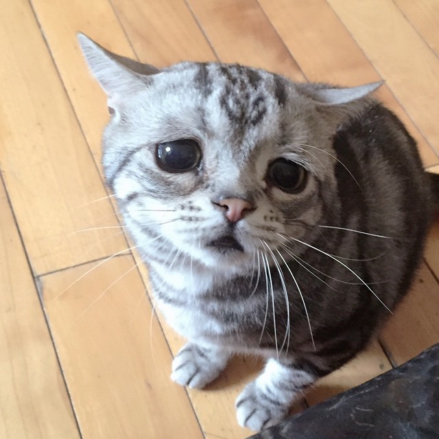 Die traurigste Katze im Internet